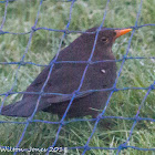 Blackbird