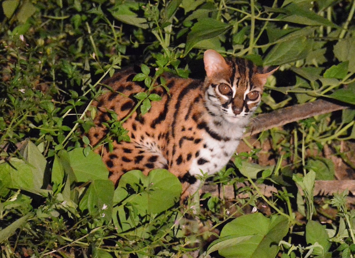 Leopard Cat