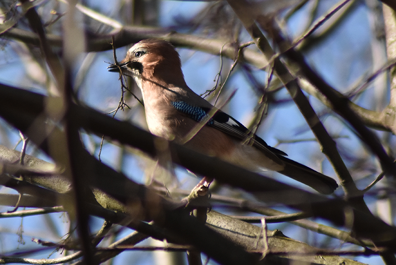 Eurasian jay