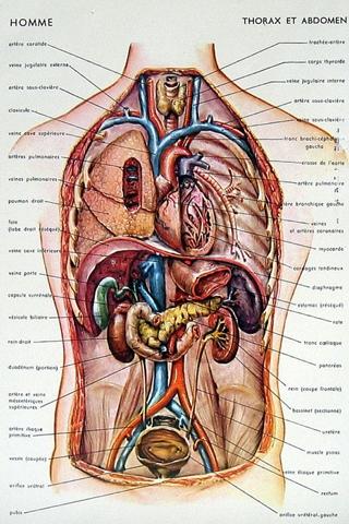 Human Anatomy