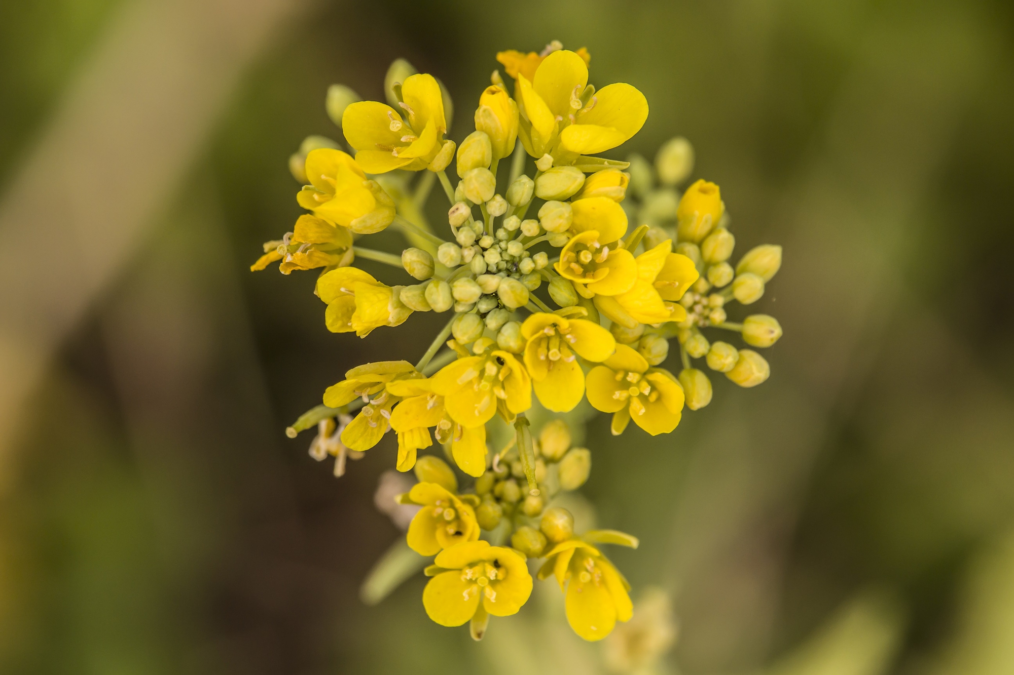 Fiore d'autunno di Stecchia