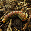 Imperial moth larvae