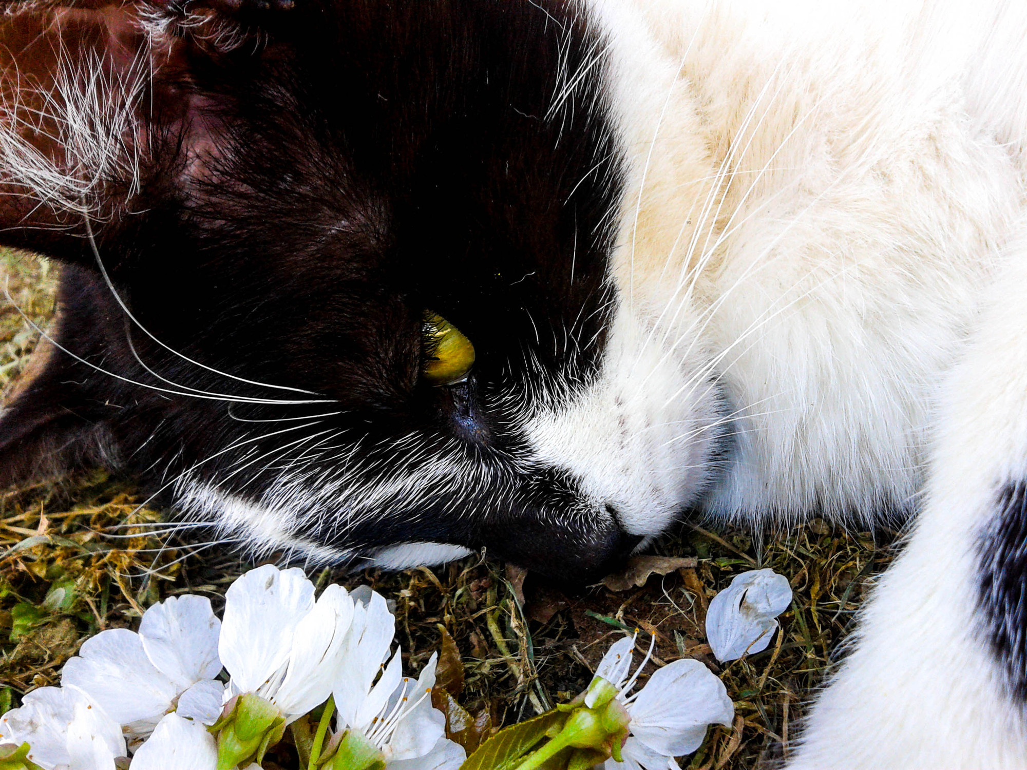 il gatto incantato di simo_b