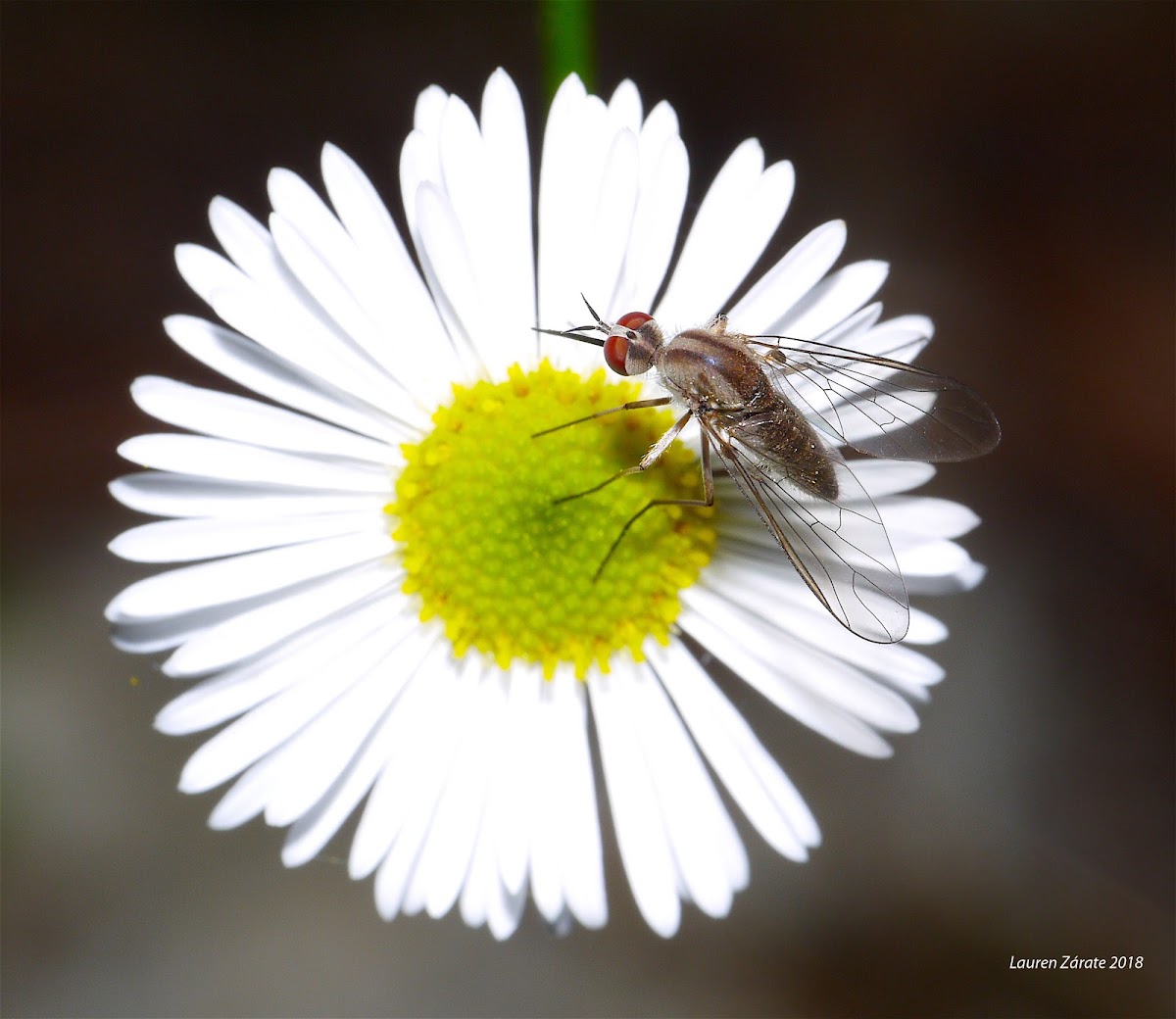 Small Flower Feeding Fly