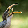 SRI LANKA GREY HORNBILL - AN ENDEMIC TO SRI LANKA