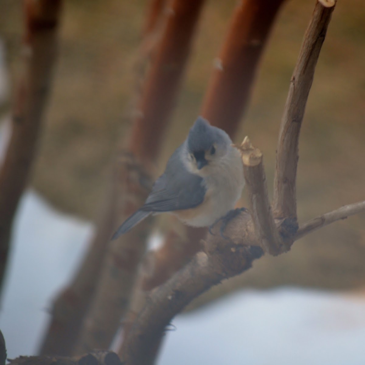 Tufted titmouse