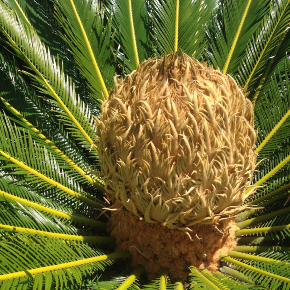 Sago Palm