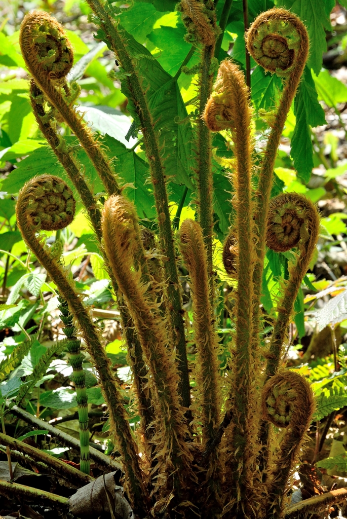 La spirale della vita di borgio