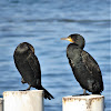 Great Cormorant