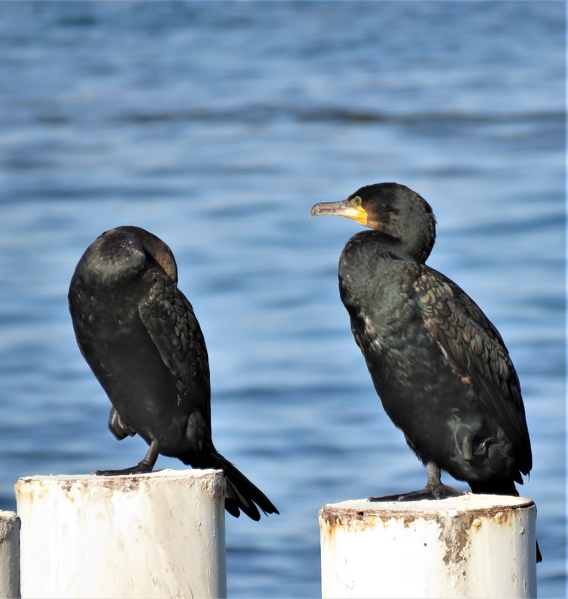 Great Cormorant