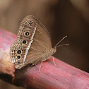 Dark-branded Bushbrown