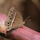 Dark-branded Bushbrown