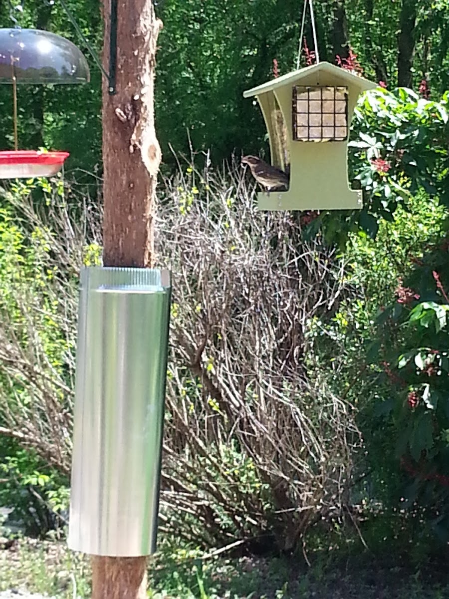 Rose-breasted Grosbeak