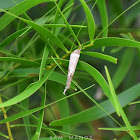 BagWorm (Moth)