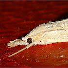 Rice stem borer moth