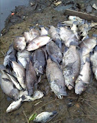 Dozens of dead fish have been found at the Isipingo Beach estuary, south of Durban.