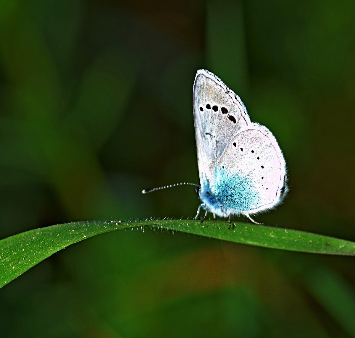 Green Underside Blue