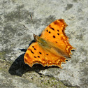 The Southern comma (Πολυγωνία του Αιγαίου)