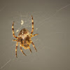 Cross Orbweaver