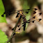 Common Whitetail Dragonfly (Female)