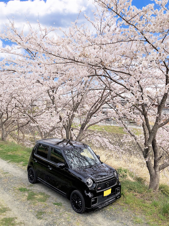 N-ONEのサクラと愛車・桜とコラボに関するカスタム事例の投稿画像3枚目