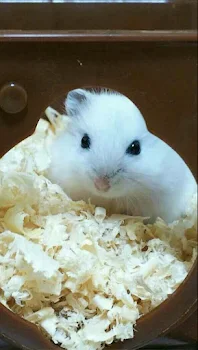 死にたい