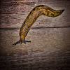 Banana Slug