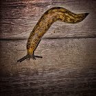 Banana Slug