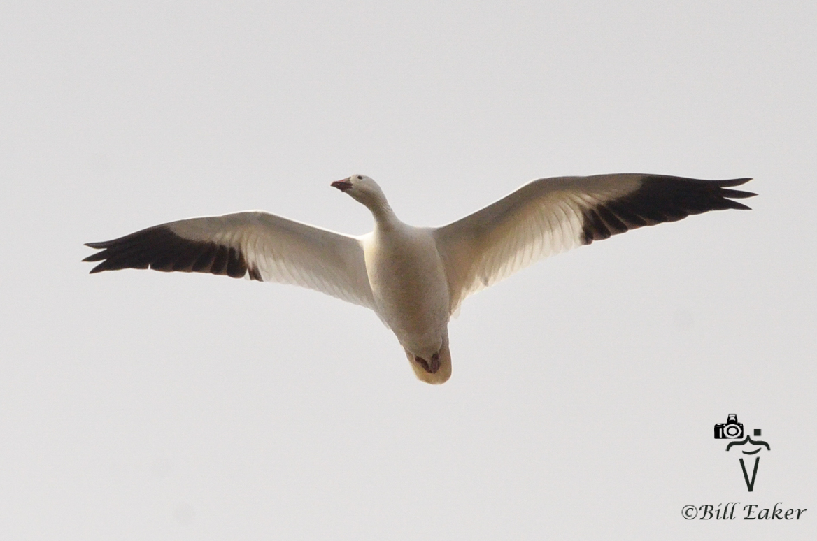 Snow Geese