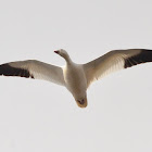 Snow Geese