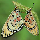 Brush-footed Butterflies