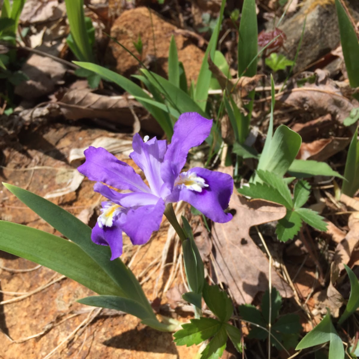 Dwarf Crested Iris