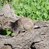 Rock Squirrel