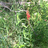 Cardinal Flower