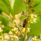 Eristalinus quinquestriatus 黃跗斑眼蚜