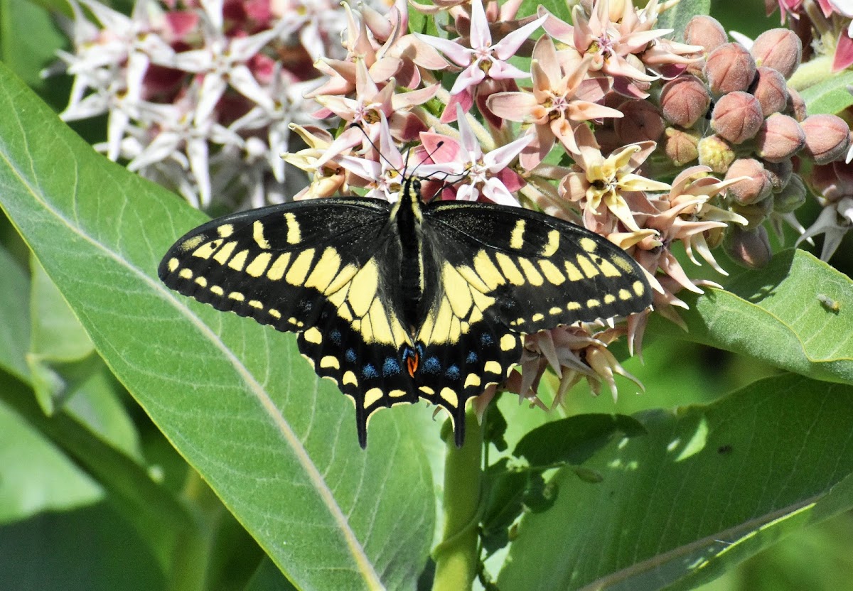 Anise swallowtail