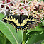 Anise swallowtail