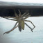 Long Legged Sac Spider