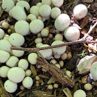 Puffballs