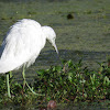 Little Blue Heron Juvenile