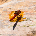 Orange-winged Dropwing