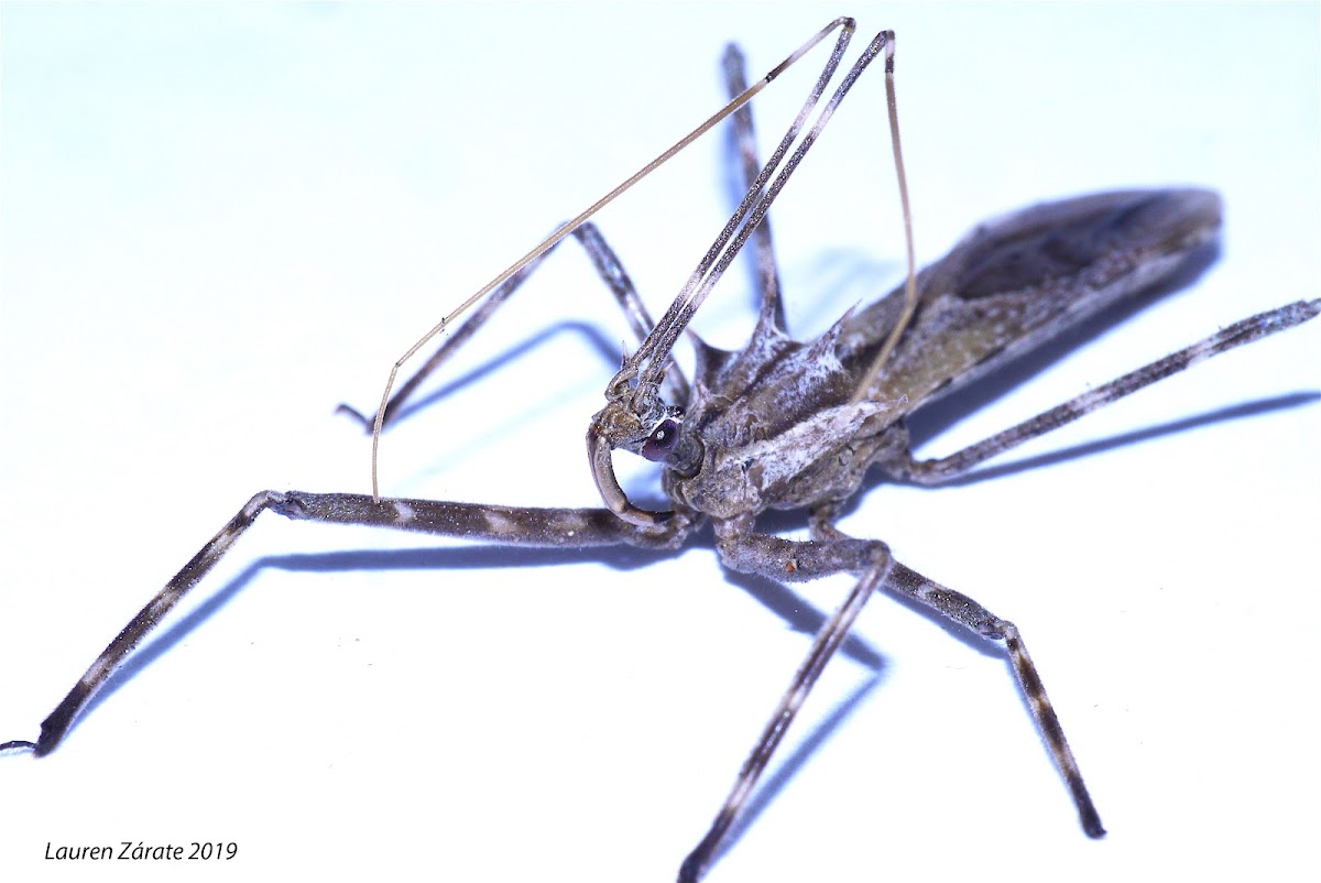 Assassin Bug