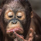 Orangutan Pop HD Animals New Tabs Theme