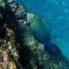 Cirujano aleta amarilla / Yellowfin surgeonfish