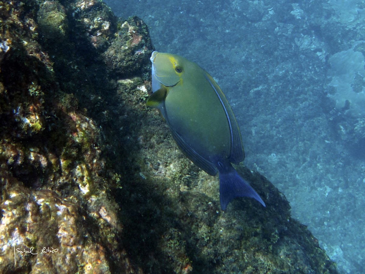 Cirujano aleta amarilla / Yellowfin surgeonfish