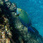 Cirujano aleta amarilla / Yellowfin surgeonfish