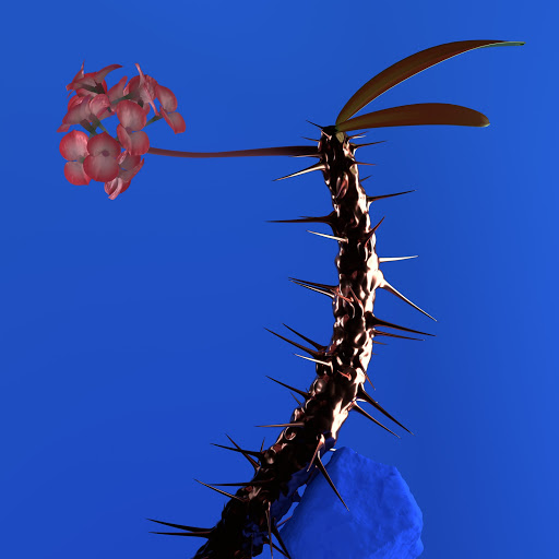 hyperroyal