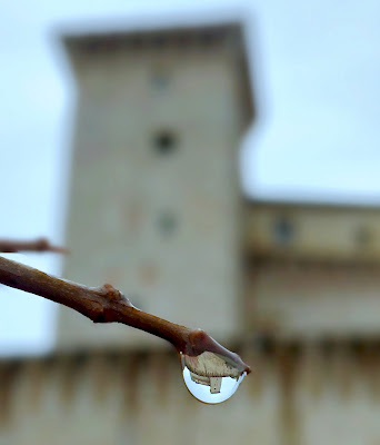 La goccia Flea  di francesco_scassellati