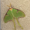 Luna Moth