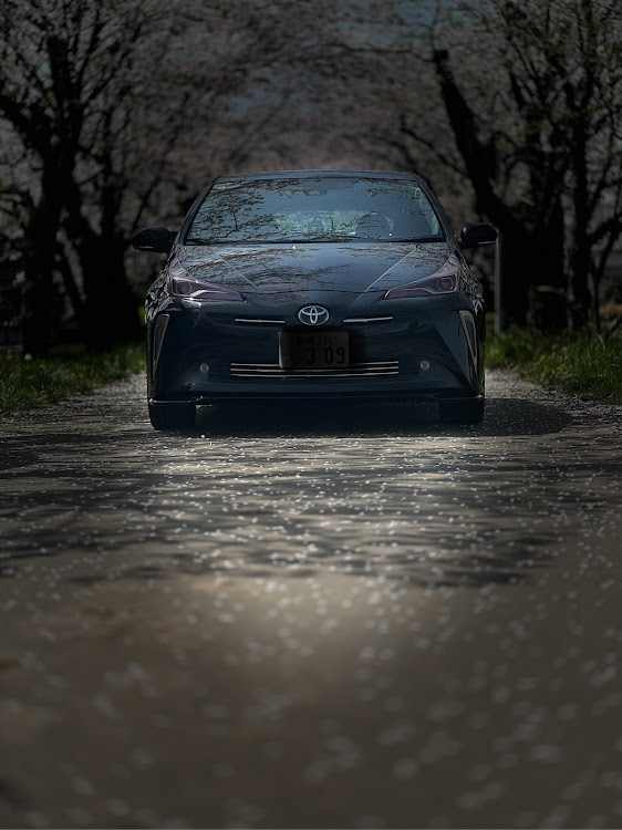 プリウスのサクラと愛車・桜とコラボ・桜吹雪と愛車に関するカスタム事例の投稿画像9枚目
